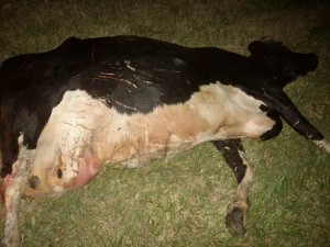 SANYO DIGITAL CAMERA