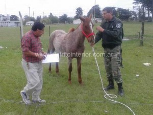 caballos 2