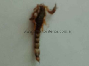 escorpion 4